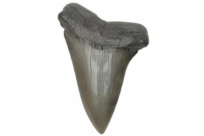 Fossil Broad-Toothed Mako Tooth - South Carolina #214594
